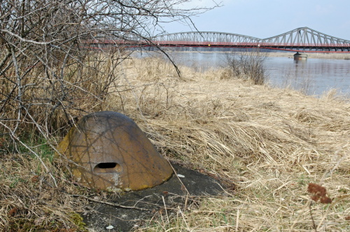 Ścinawa